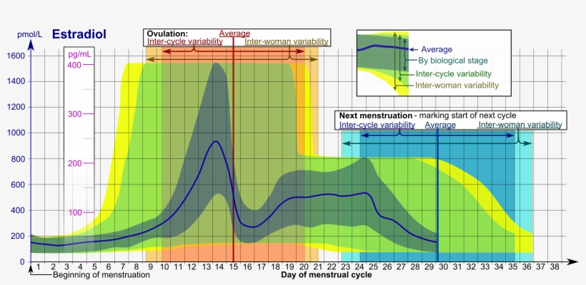 Estradiol During Menstrual Cycle - Estradiol Menstrual Cycle, transparent png download