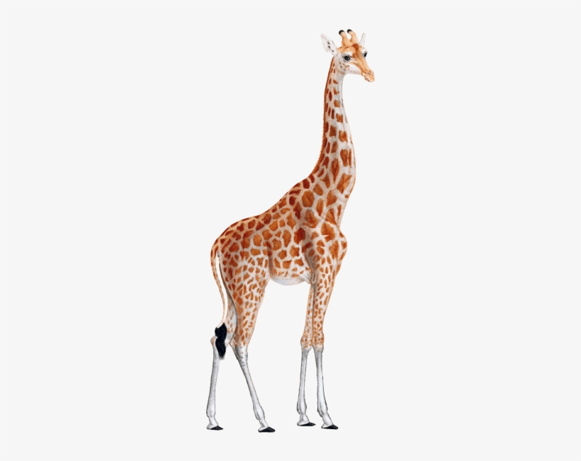 Free Png Giraffe Png Images Transparent - Giraffe Png, transparent png download