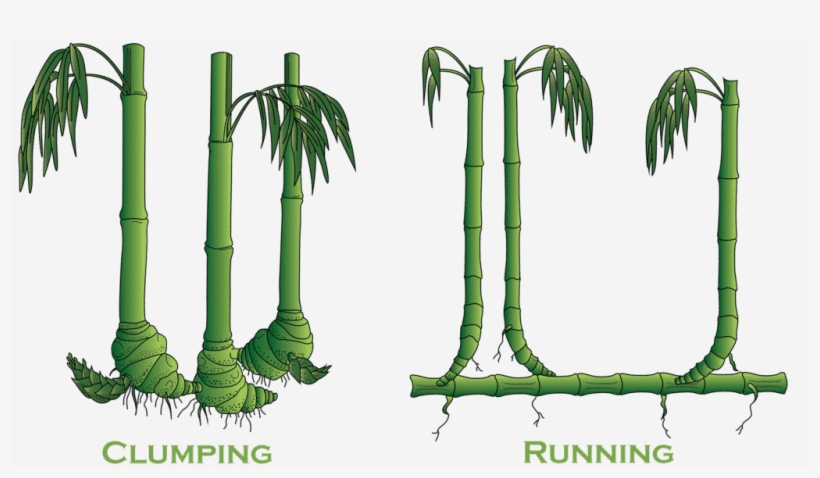Clumping Vs Running Bamboo, transparent png download