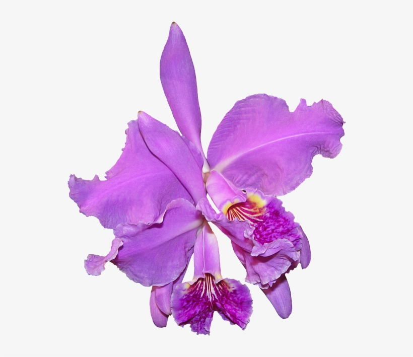 Purple Orchid, Flower, Plants - Orquidea Png, transparent png download