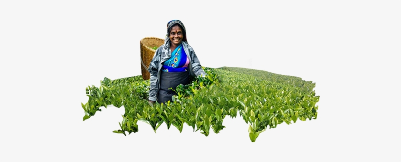 About-lady - Cash Crop, transparent png download