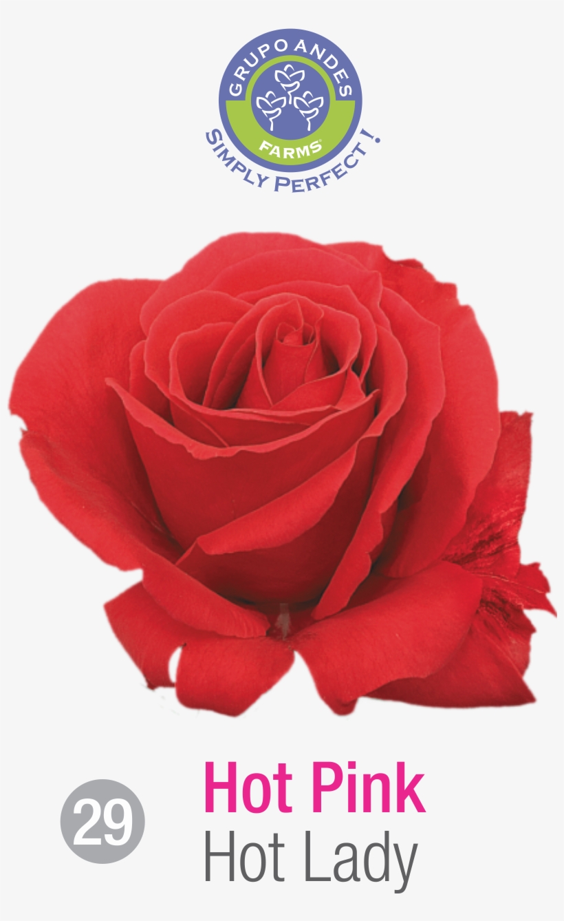 Rosa Variedad Hot Lady - Portable Network Graphics, transparent png download