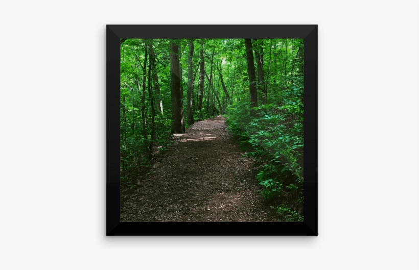 Forest Path Photograph Poster Print - Photograph Poster Print, transparent png download