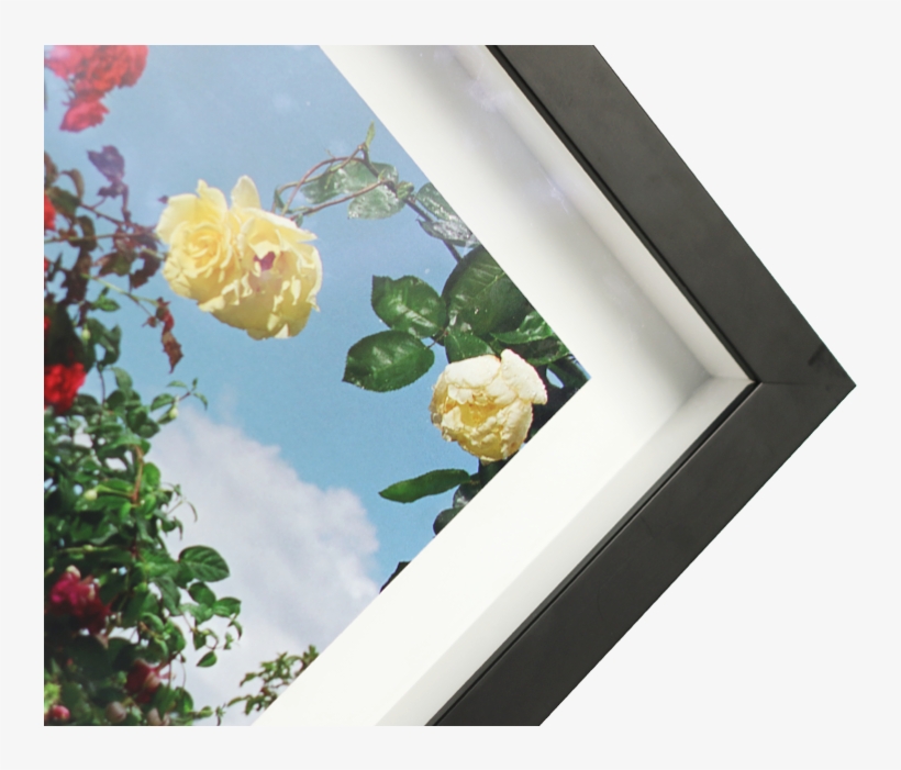 Corner Box Frame - Garden Roses, transparent png download