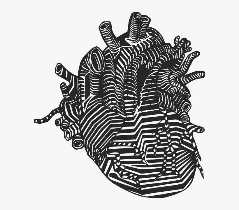 Heart, Veins, Arteries, Anatomy, Blood Flow - Anatomical Heart Png, transparent png download
