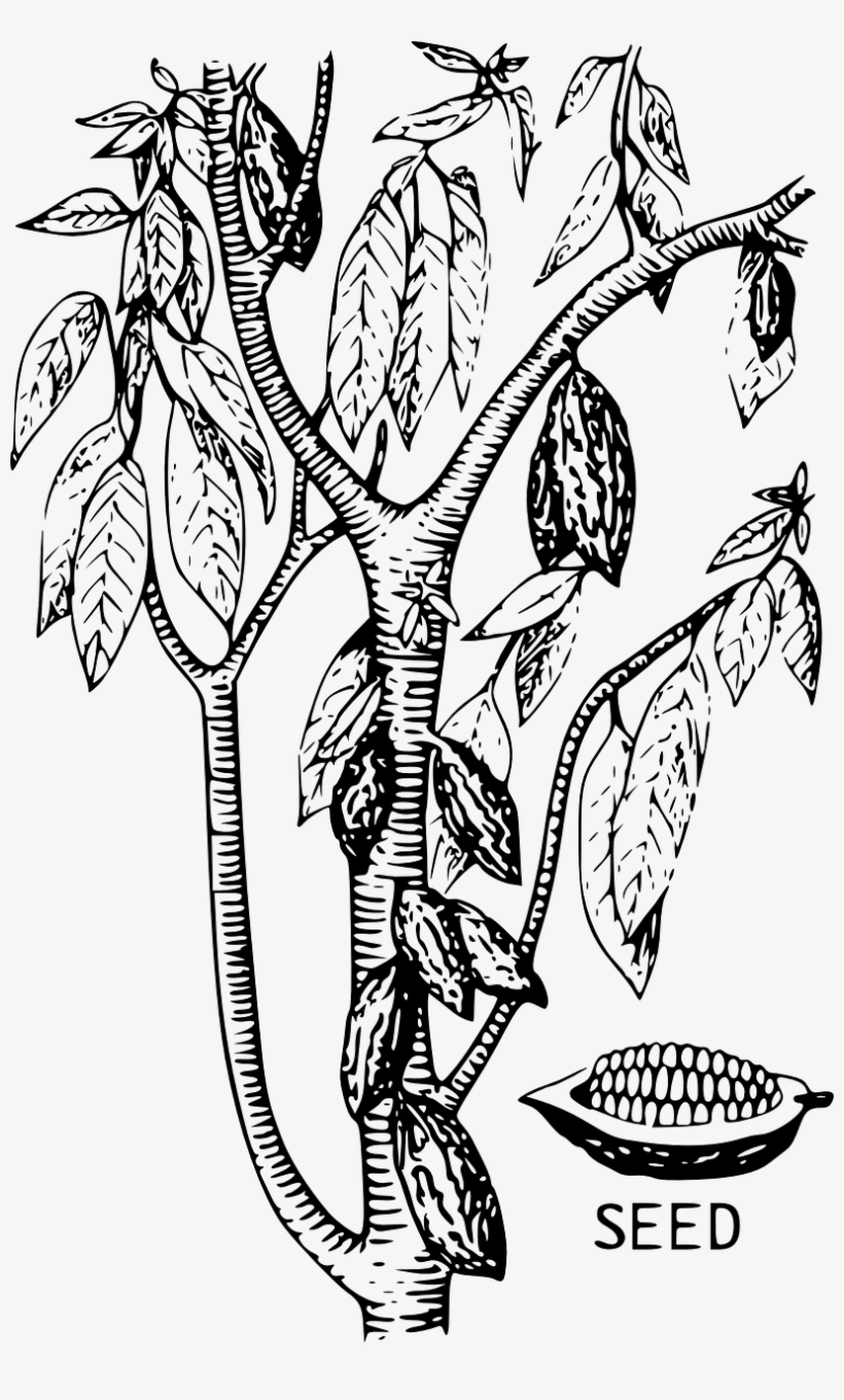 Proceso Artesanal Del Cacao, transparent png download