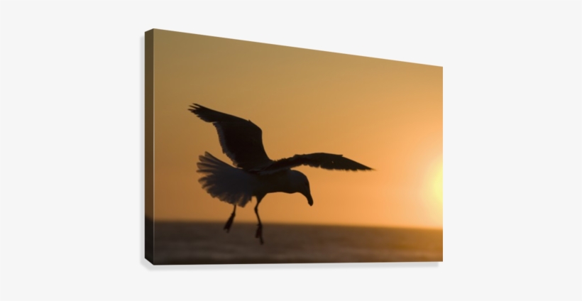 Silhouette Of A Seagull In Flight At Sunset - Seabird, transparent png download