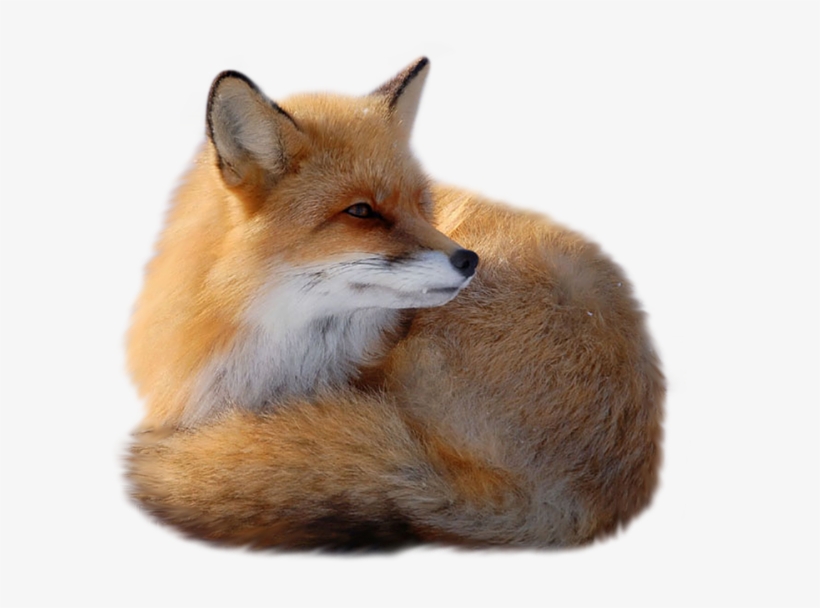 Fox Png, transparent png download