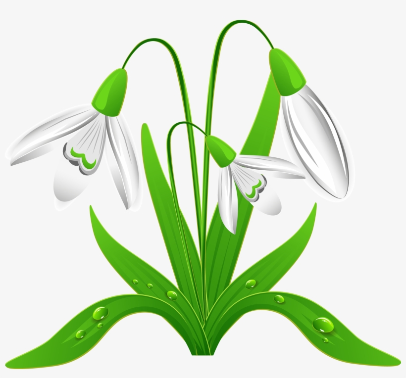 Snowdrop - Snowdrops Clipart, transparent png download