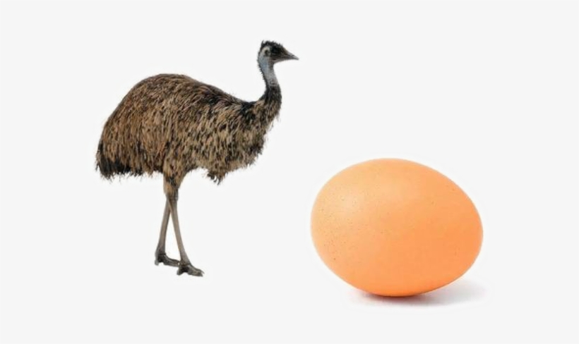 Ostrich Png Photo - Ostrich Png, transparent png download