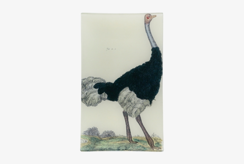 Ostrich Ostrich - Giclee Painting: Ostrich Of The Eastern Continent,, transparent png download