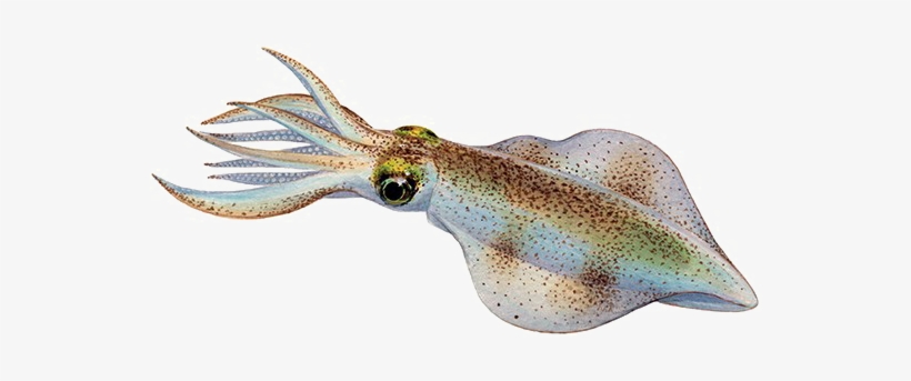 Antarctic Squid Png Download Image - Squid Png, transparent png download