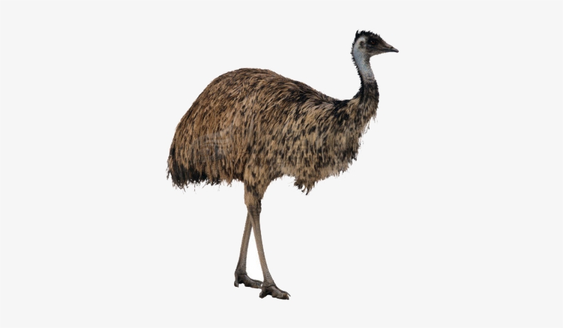 Ostrich Png High-quality Image - Ostrich Png, transparent png download