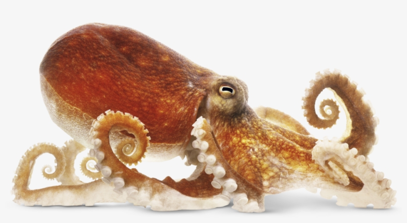 Squid Png Transparent Image - Octopus Png, transparent png download
