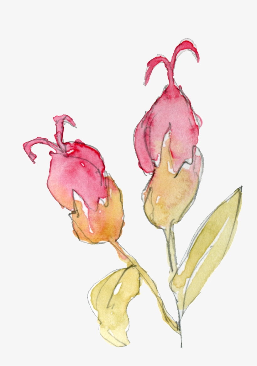 Transparent Ornamental For Qinpowder Flower Bouquet - Clip Art, transparent png download
