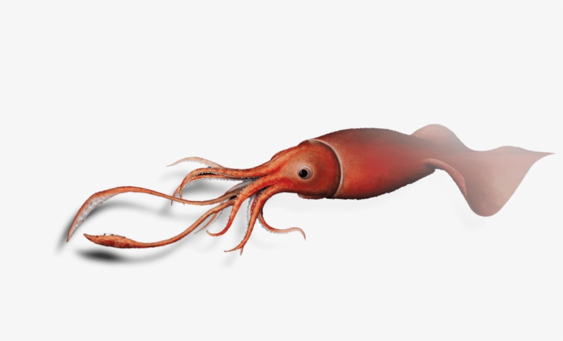 As We Approach The 100th Anniversary Of The Colossal - Squid, transparent png download