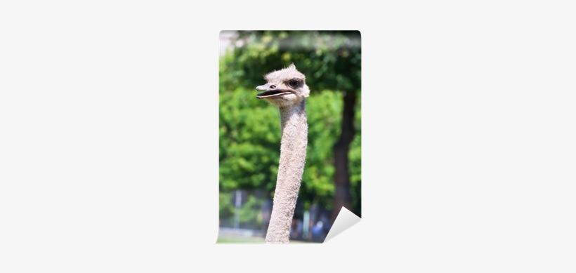 Common Ostrich, transparent png download