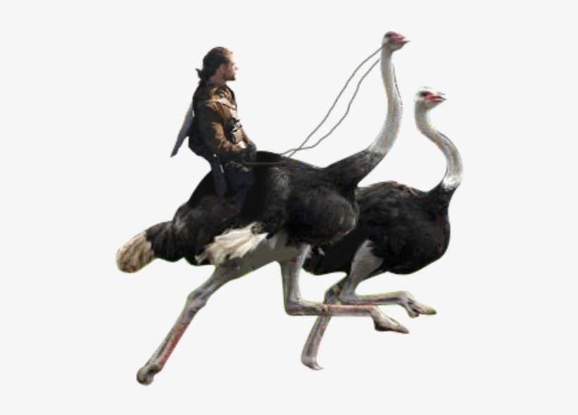 Ostrich Png, transparent png download