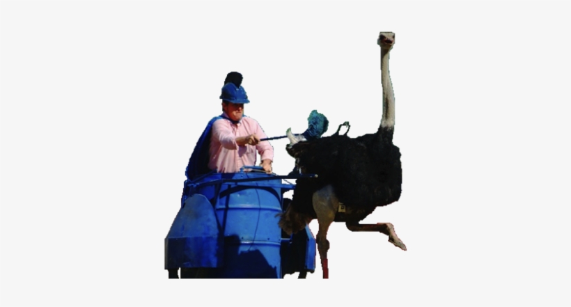 Ostrich Chariot Jockey - Ostrich, transparent png download