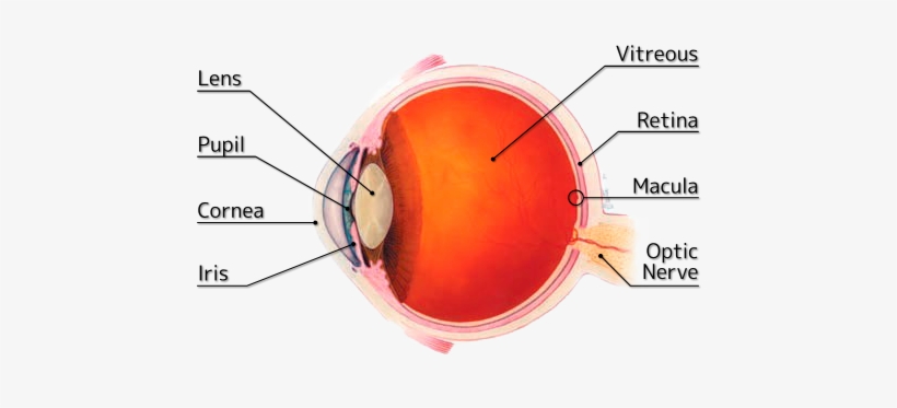 Structure Of Human Eye - Patient's Guide To Cataracts And Cataract Surgery, transparent png download