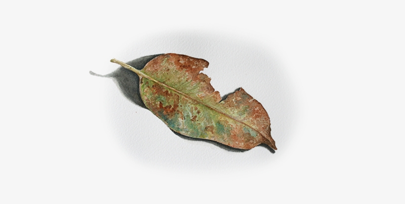 Lesley Wallington Is A Professional Artist And Tutor - Macro Photography, transparent png download