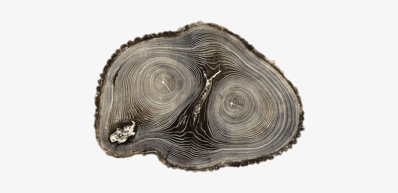 Tree Nature That's All Folks Transparent Tree Stump - Woodcut By Bryan Nash Gill, transparent png download