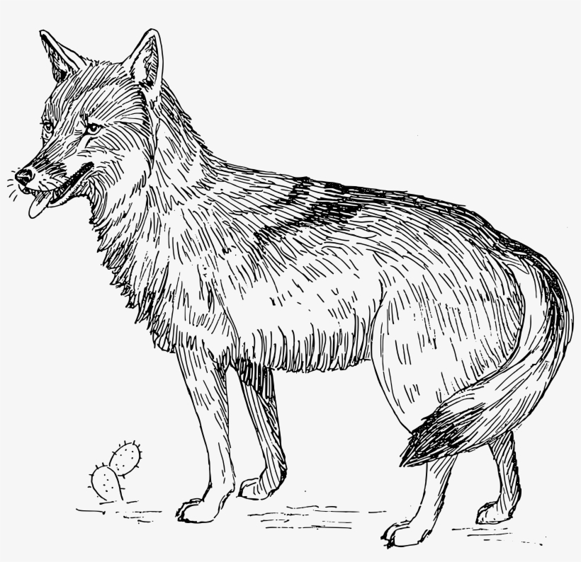 Coyote Png, transparent png download