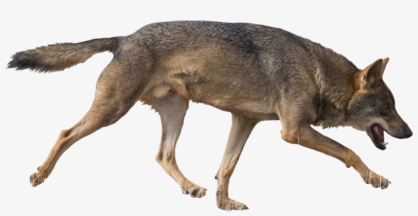 Coyote Png - - La Guerra Del Lobo [book], transparent png download