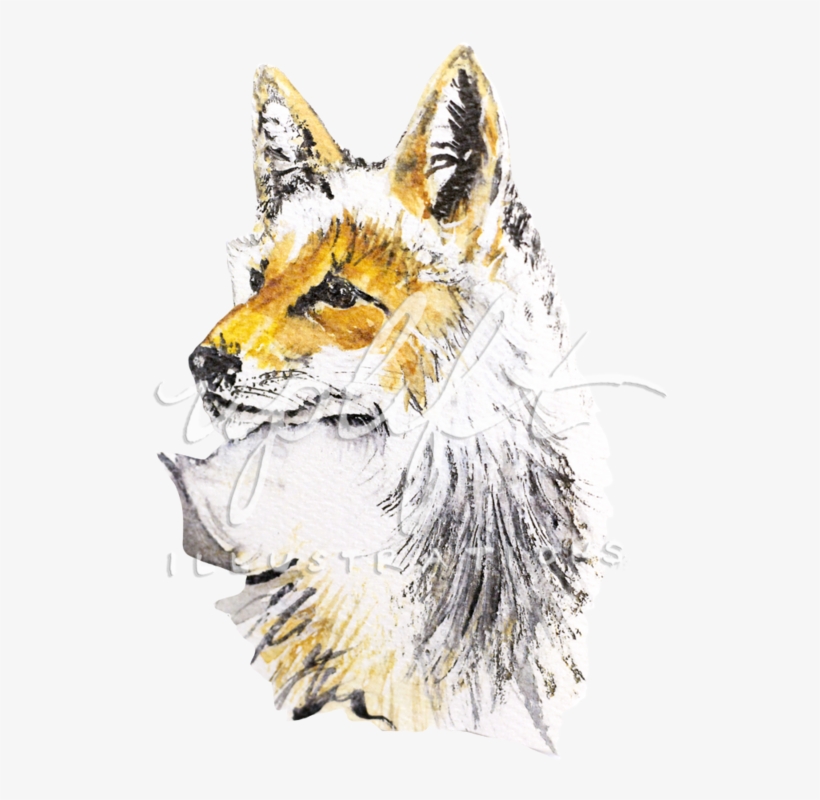 Fox - Red Fox, transparent png download