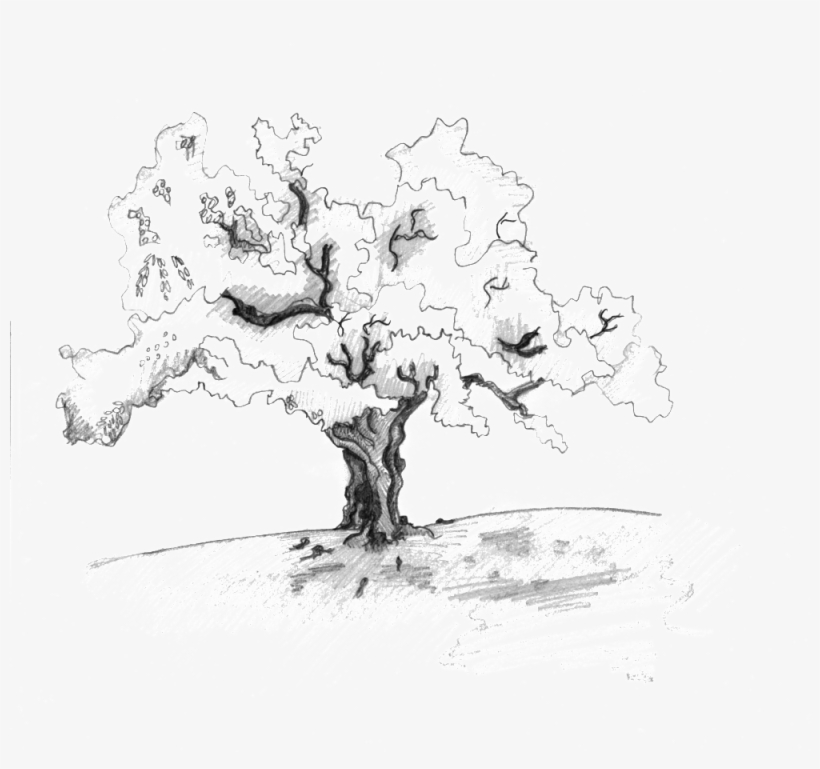 Ewe Tree - Sketch, transparent png download