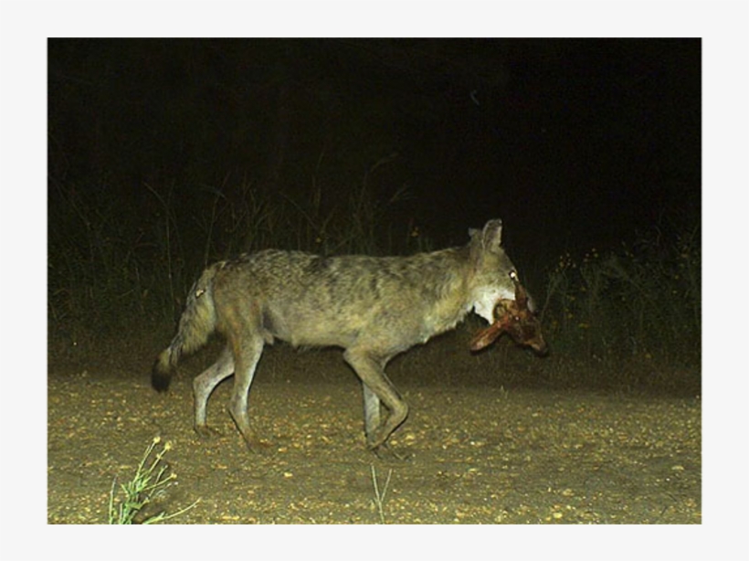 Coyote With Fawn Head - Science, transparent png download
