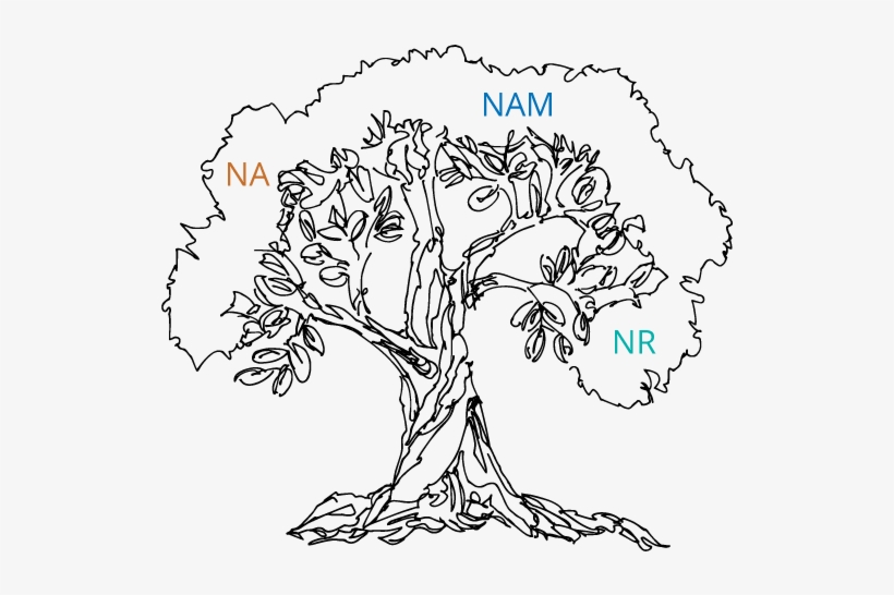 Tree Sketch Nr Nam Nad Nam - Sketch, transparent png download