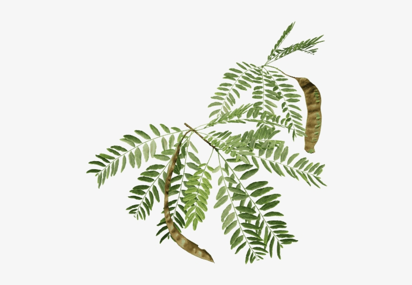 Honey Locust - Twigs Png, transparent png download