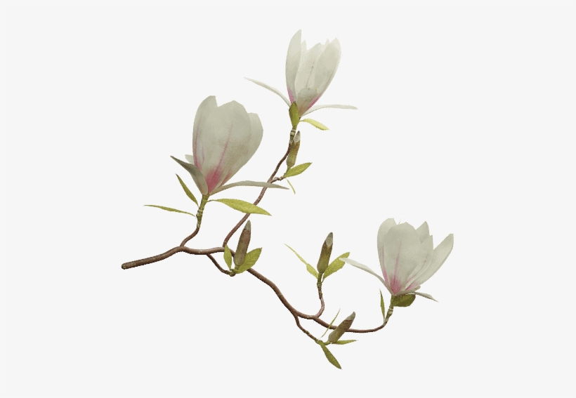 Saucer Magnolia - Magnolia, transparent png download