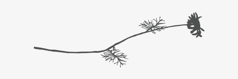 Twigs - Ico, transparent png download