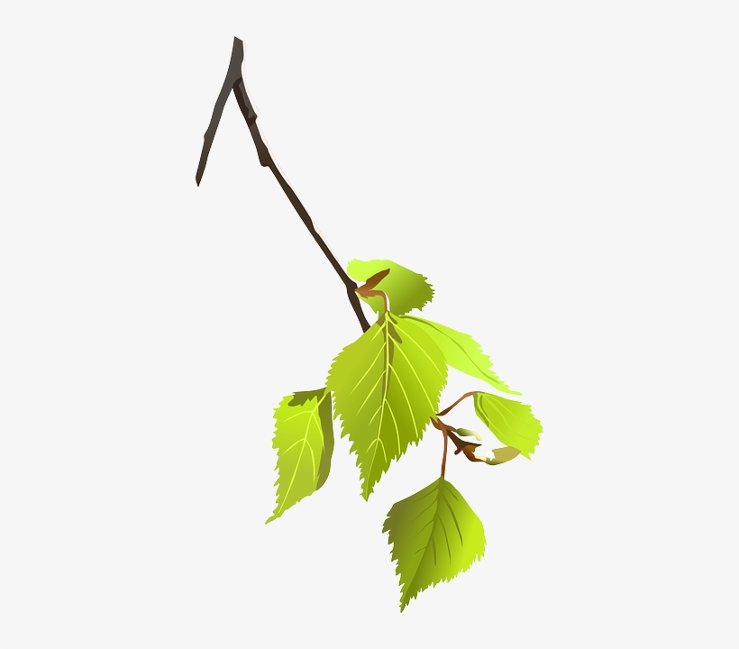 Birch, Branch, Leaves, Plant, Nature, Tree - Png Tree Branch, transparent png download