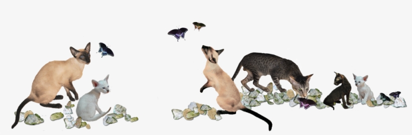 Sahja Siamese And Oriental Cats And Kittens - Kitten, transparent png download