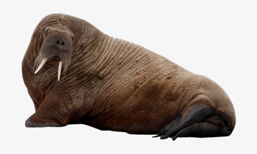 Free Png Walrus Png Images Transparent - Walrus Png, transparent png download