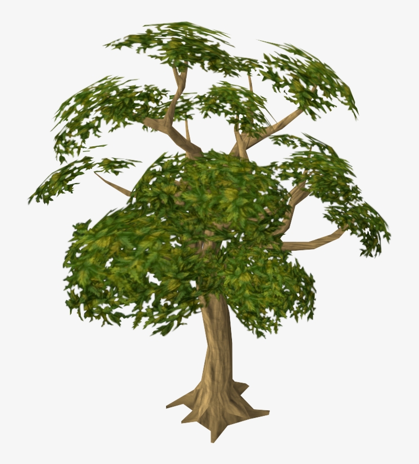 Transparent Tree Mahogany - Mahogany Tree, transparent png download