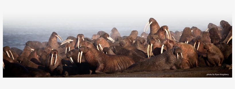 Image Source - Http - //alaska - Usgs - /images/walrus - Walrus Haul Out Point Lay, transparent png download