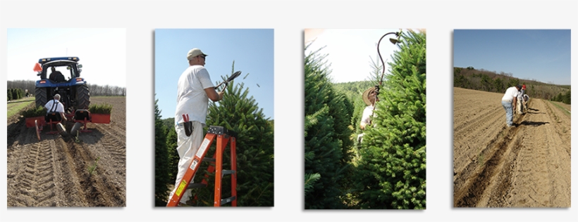 For Our Cut Wholesale Customers - Tree, transparent png download