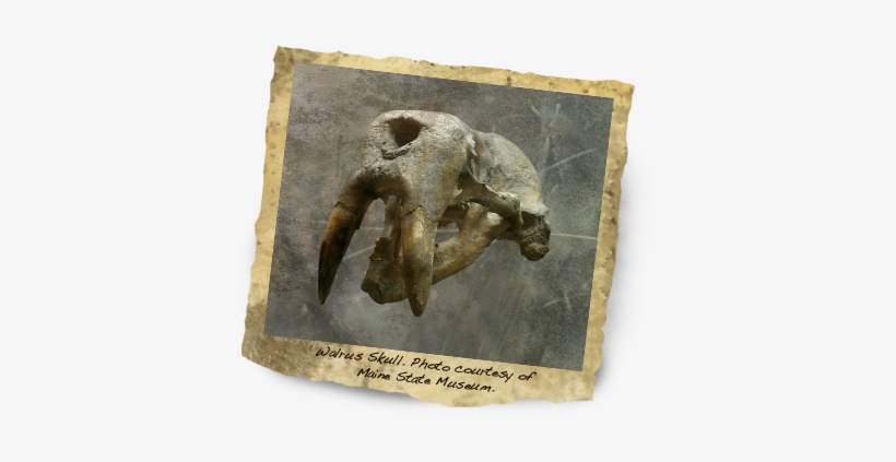 Photo Courtesy Of Maine State Museum - Walrus, transparent png download