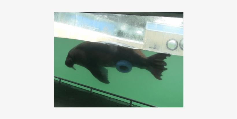 Male Pacific Walrus With Blue Ring Enrichment Item - Male Walrus Blue Ring, transparent png download