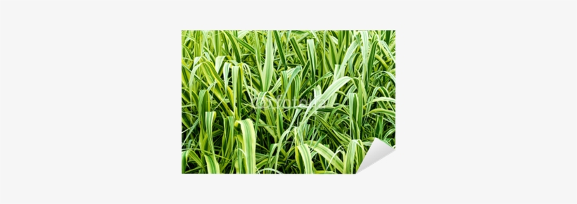 Ornamental Grass, transparent png download