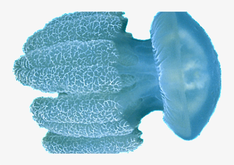 The Numbers Of Jellyfish, Like This 'catostylus', Appear - Jellyfish, transparent png download