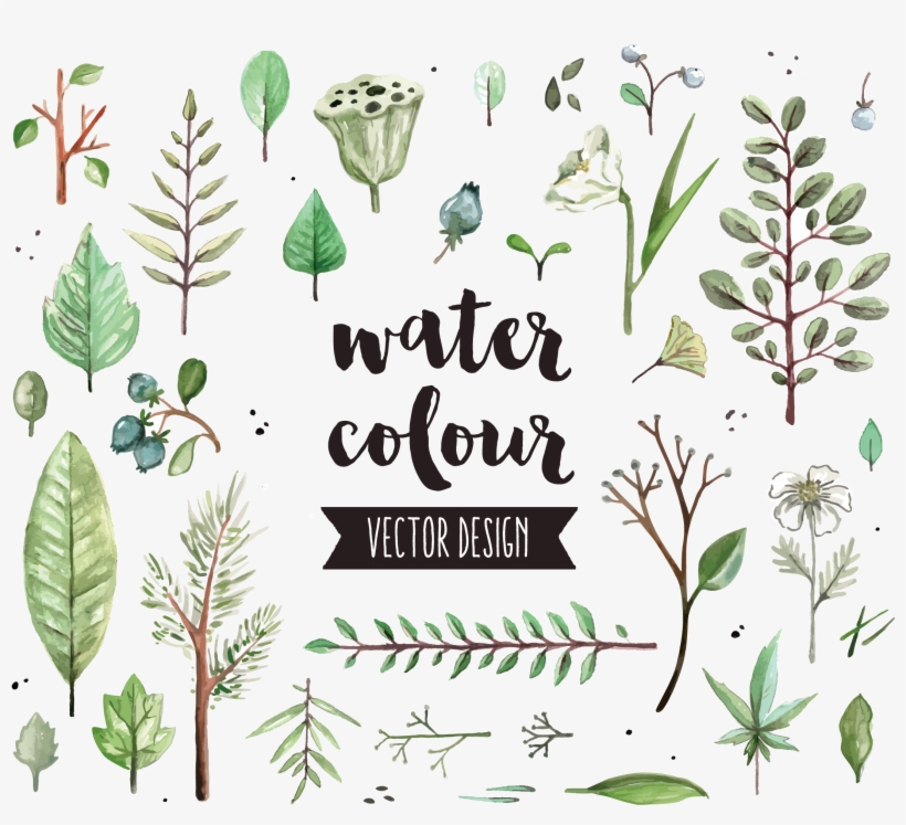 Watercolor Painting Leaf Icon - Gypsophila And Succulents Vector, transparent png download