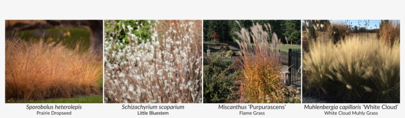 Sporobolus Heterolepis Is A Prairie Species That Has - Philadelphia Parking Authority, transparent png download