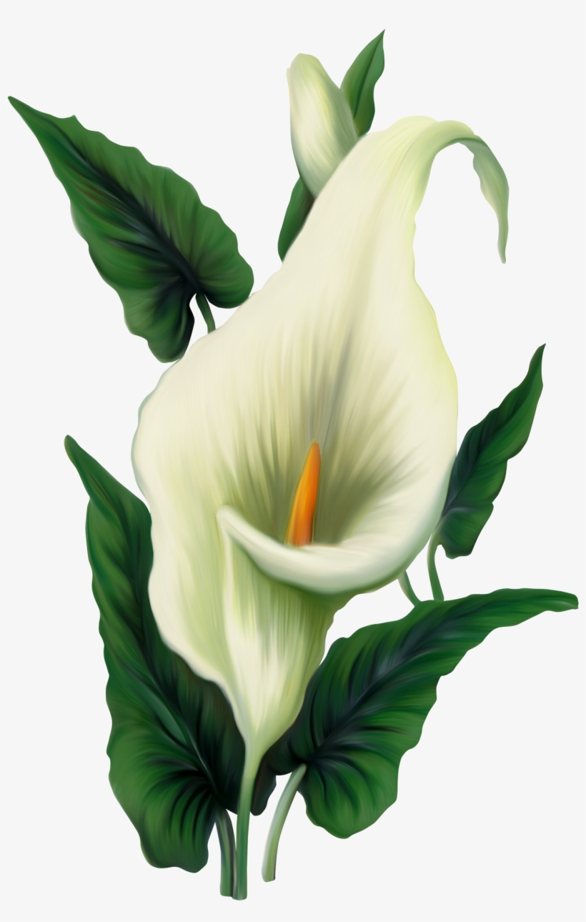 Calla Lily Png Picture - Calla Lily Transparent, transparent png download