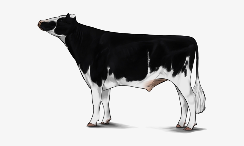Holstein - Cattle, transparent png download
