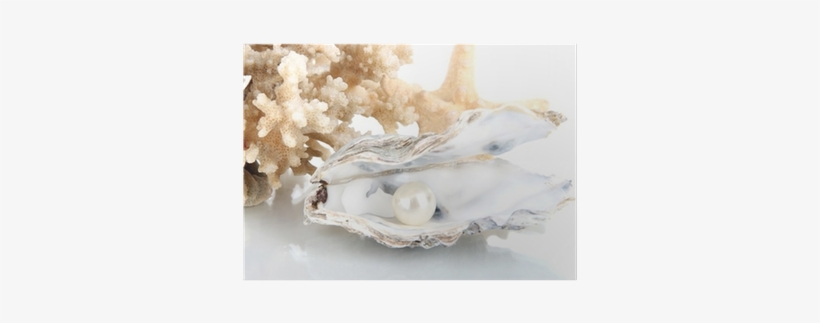 Open Oyster With Pearl Isolated On White Poster • Pixers® - Pearl, transparent png download